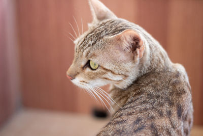 Close-up of a cat looking away