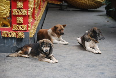 Dogs relaxing outdoors