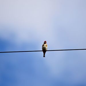 Low angle view of bird perching on cable against clear sky