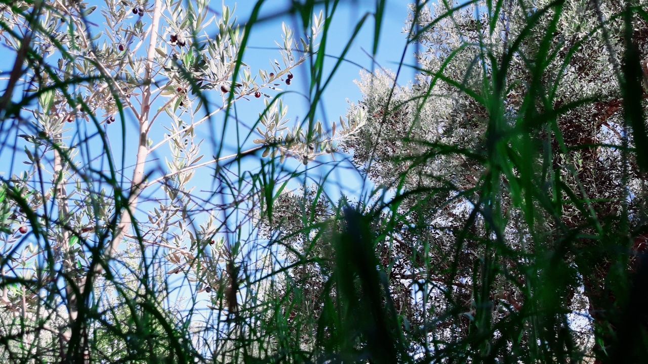 LOW ANGLE VIEW OF TREES