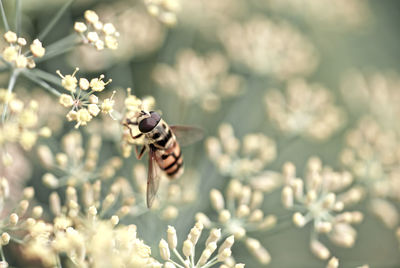 Close-up of bee pollinating on flower