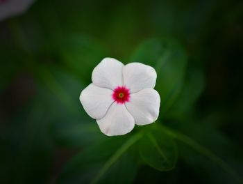 Close-up of white flowering plant