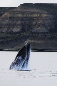 View of horse in sea