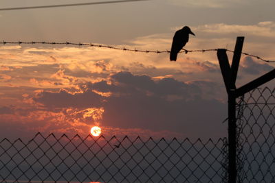 Silhouette raven perching on barb wire against sky during sunset