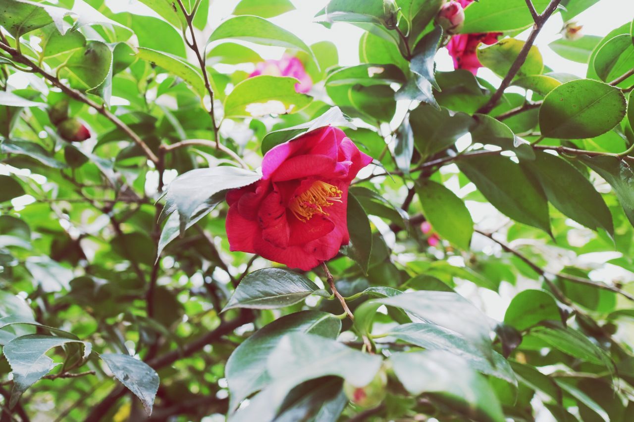 flower, growth, freshness, petal, leaf, fragility, beauty in nature, red, nature, flower head, low angle view, close-up, branch, blooming, tree, focus on foreground, blossom, pink color, in bloom, plant