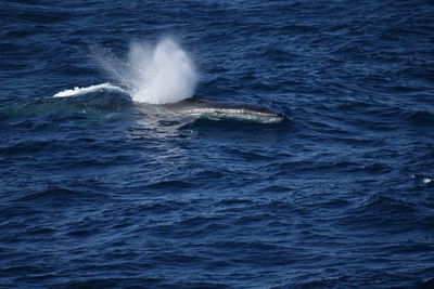 View of whale swimming in sea