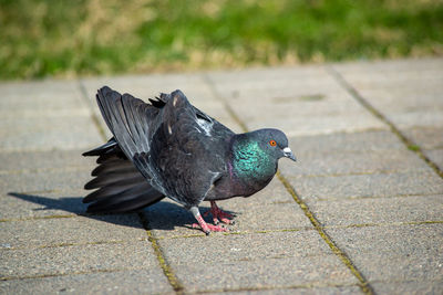Close-up of pigeon on footpath