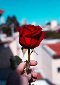 Close-up of hand holding red rose