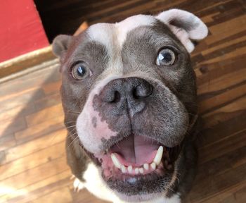 Close-up portrait of dog at home