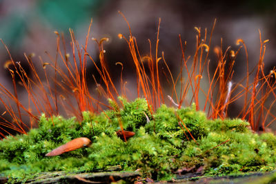 Close-up of growing moss