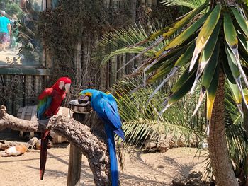 View of birds perching on palm tree