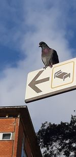 Low angle view of a bird on building against sky