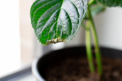 Illness of hydrangea due to lack of water.