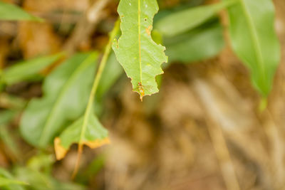 Close-up of leaves