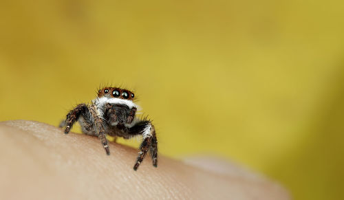 Close-up of spider