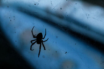 Close-up of spider