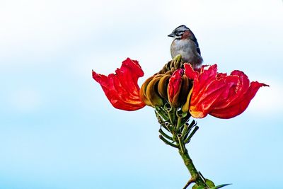 Close-up of red bird perching on flower against sky