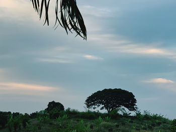 Low angle view of trees against sky during sunset