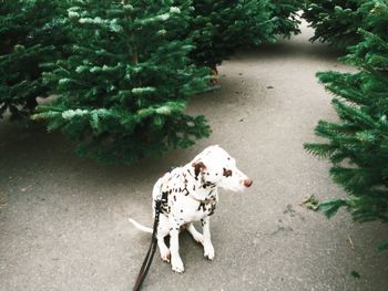 Close-up of dog