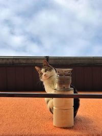 Portrait of cat sitting on floor against sky