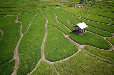 Aerial view of rice paddy