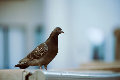 Close-up of bird