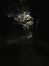 Trees in forest at night