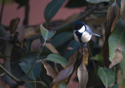 Close-up of bird perching on leaves