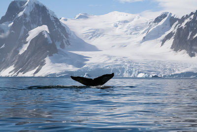 View of a horse on the sea