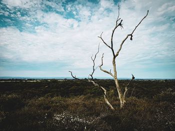 Bare tree on field against sky