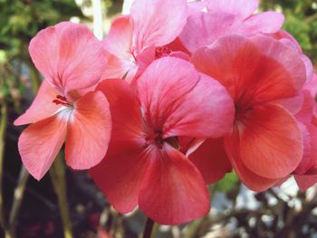 Close-up of pink flowers blooming outdoors