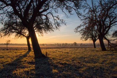 Trees on field against sky at sunset