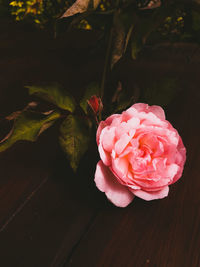 Close-up of pink rose flower