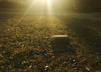 Sunlight falling on grass