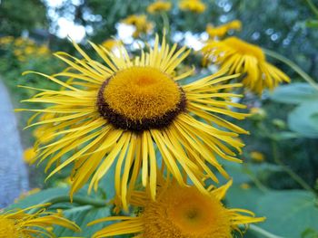 Close-up of sunflower