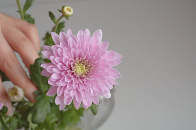 Close-up of hand holding pink flower