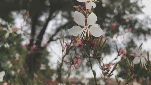 Close-up of white flowers on tree