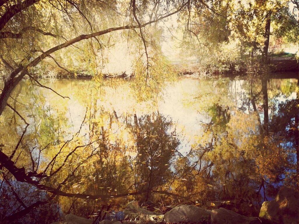 tree, water, lake, reflection, branch, tranquility, tranquil scene, nature, beauty in nature, growth, scenics, river, day, outdoors, sky, tree trunk, autumn, no people, idyllic, forest