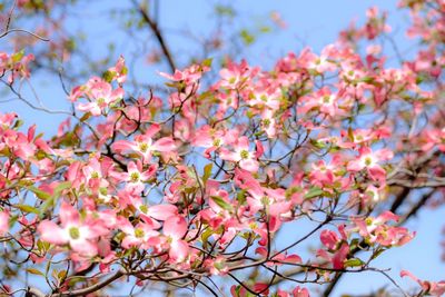 Low angle view of cherry blossoms in spring