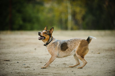 Portrait of dog