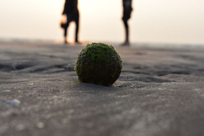 Close-up of leaf on beach against sky