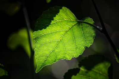 Close-up of green leaves