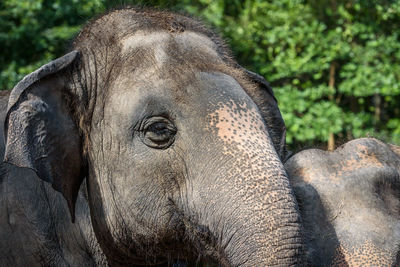 Close-up of elephant in forest