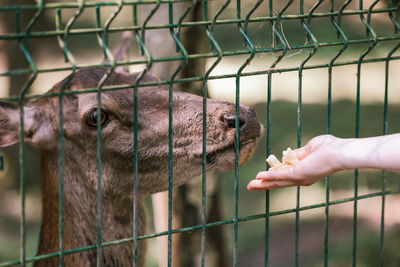 A girl feeds deer on a farm. caring for animals. female hand feeds deer wild animals