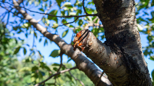 Low angle view of a tree