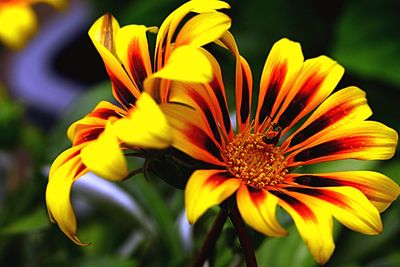 Close-up of butterfly on yellow flower