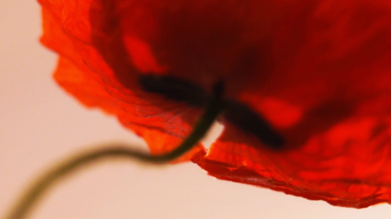 CLOSE-UP OF RED ROSE IN BACKGROUND