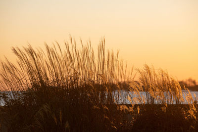 Scenic view of lake against clear sky during sunset