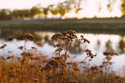 Close-up of wilted plant on field by lake