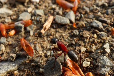 Close-up of insect on rock